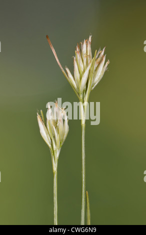 Becco bianco-SEDGE rhynchospora alba (Cyperaceae) Foto Stock