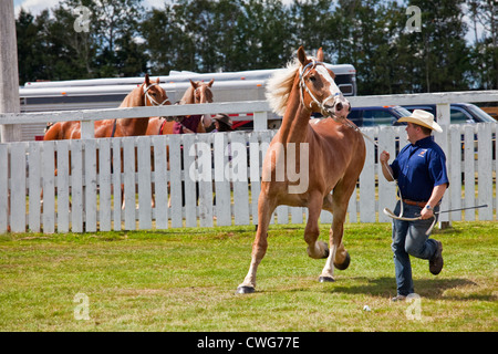 Progetto di horse show all'aratura provinciale corrispondono e corteo & Fiera Agricola, Dundas, PEI. Foto Stock