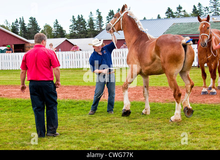 Progetto di horse show all'aratura provinciale corrispondono e corteo & Fiera Agricola, Dundas, PEI. Foto Stock