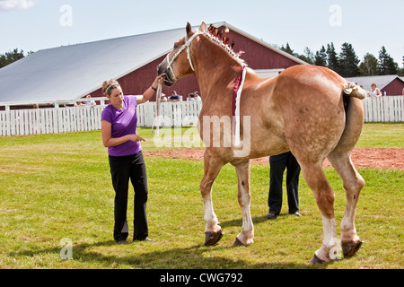 Progetto di horse show all'aratura provinciale corrispondono e corteo & Fiera Agricola, Dundas, PEI. Foto Stock