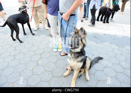 Una di sei-mese-vecchio pastore tedesco cucciolo e altri cani in Battery Park City. Agosto 25, 2012 Foto Stock