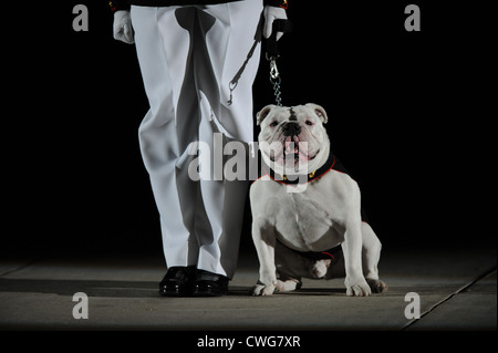 Gazzetta US Marine Corps Mascot, Caporale Chesty XIII si siede al centro a piedi con il suo gestore durante la sfilata serale a caserma marini Washington, 30 aprile 2010. Foto Stock