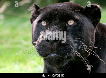 Femmina nera jaguar (close-up) Foto Stock