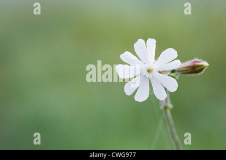 Silene latifolia. White campion crescendo in un prato di fiori selvaggi. Foto Stock