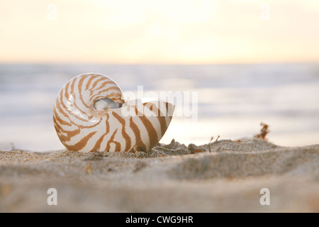 Nautilus shell sulla spiaggia dorata e mare tropicale, shallow dof Foto Stock