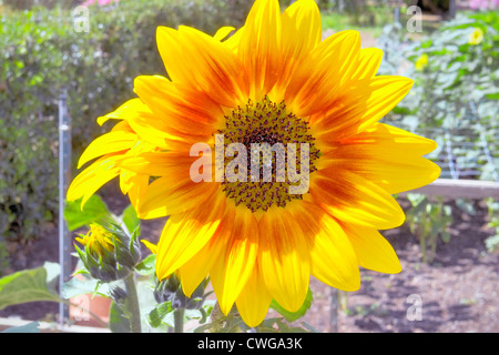 Girasole (Helianthus annuus) Foto Stock