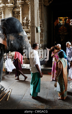 Un turista bianco benedetti con la benedizione di Elephant nel Tempio di Madurai a Madurai, India. Foto Stock