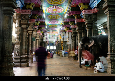 La benedizione di Elephant nel Tempio di Madurai a Madurai, India. Per due rupie l'elefante vi benedica con la sua linea. Foto Stock