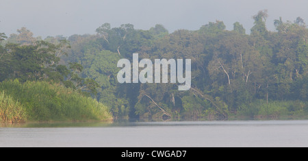 Early Morning mist sul fiume Kinabatangan, Sabah, Malaysia Foto Stock