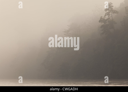 Early Morning mist sul fiume Kinabatangan, Sabah, Malaysia Foto Stock