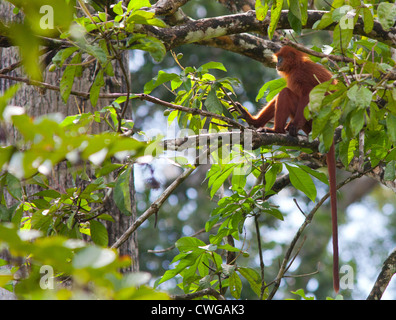 Red Leaf Monkey (rosso) Langur, Presbytis rubicunda, seduti in un albero, Sabah, Malaysia Foto Stock