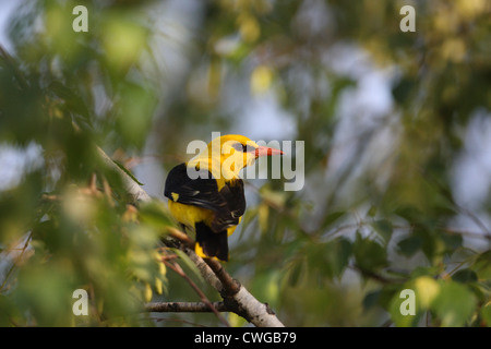 Rigogolo (Oriolus oriolus), maschio in corrispondenza del ramo di betulla, Bulgaria Foto Stock