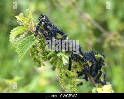 Caterpillar di unione Peacocl butterfly / Inachis io / Raupen vom Tagpfauenauge Foto Stock