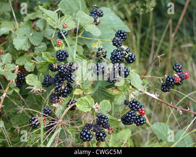 More a un blackberry bush / Rubus sezione rubus / Brombeeren Foto Stock