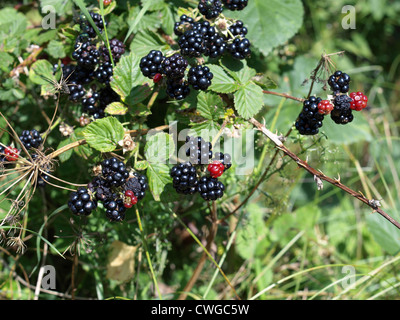 More a un blackberry bush / Rubus sezione rubus / Brombeeren Foto Stock