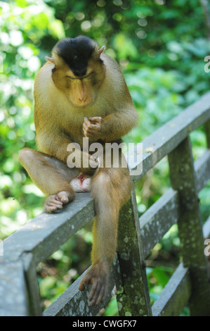 La Malesia, Borneo, Sepilok, close up del Sud Pig-coda Macaque (Macaca nemestrina) femmina adulta nella foresta pluviale primaria Foto Stock