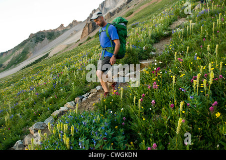 Un uomo che passeggia attraverso fiori selvatici, White River National Forest, Aspen, Colorado. Foto Stock