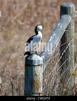 Australian Pied cormorano, noto anche come il Pied cormorano o Pied Shag, è di medie dimensioni con membri della famiglia di cormorani. Foto Stock