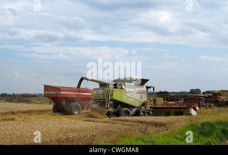 Trasferimento di grano dalla mietitrebbia per rimorchio Cambridgeshire Foto Stock