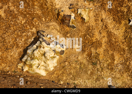 Un nodulo di selce esposto in Chalk bedded rock in scogliere a Weybourne, Norfolk, Inghilterra, Regno Unito. Foto Stock