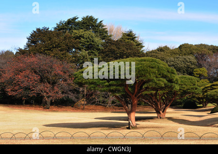 Varie specie di alberi in un giardino giapponese durante il periodo invernale Foto Stock