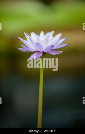 Un viola ninfee in fiore Foto Stock