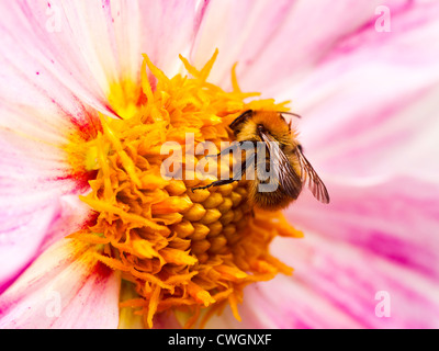 Inizio Bumblebee alimentare sul polline su un Fiore Dahlia in un giardino di Cheshire England Regno Unito Regno Unito Foto Stock