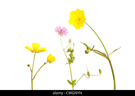 Prato Buttercup (Ranunculus acris) e la colomba di piede di gru è Bill (Geranio molle) in estate su sfondo bianco Foto Stock