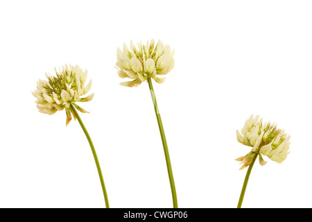 Trifoglio bianco fiori in estate su sfondo bianco Foto Stock