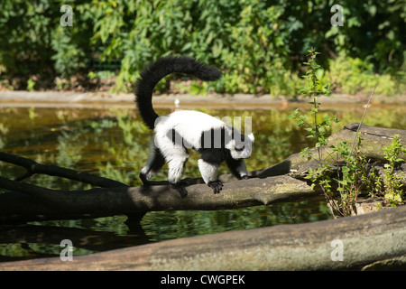 In bianco e nero lemure ruffed in zoo Foto Stock