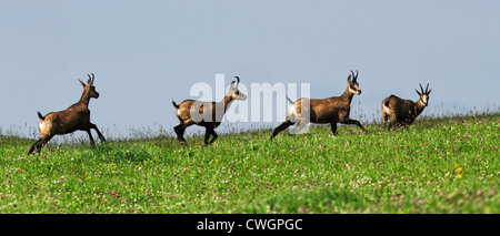 Panorama di quattro wild camosci nel Giura-FRANCIA Foto Stock