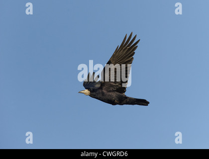 Rook in volo Foto Stock