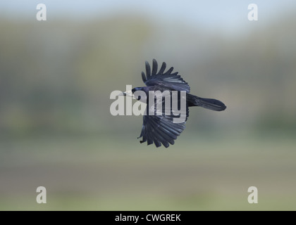 Rook in volo Foto Stock