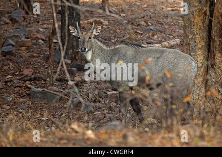 Nilgai (Boselaphus tragocamelus) nella foresta nel parco nazionale di Ranthambore, Sawai Madhopur, Rajasthan, India Foto Stock