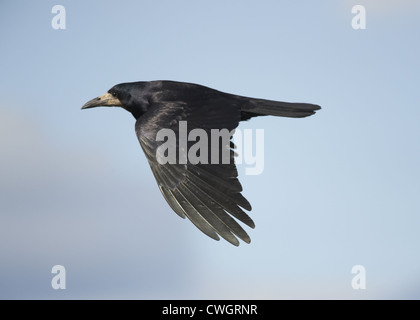 Rook in volo Foto Stock