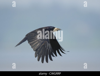 Rook in volo Foto Stock