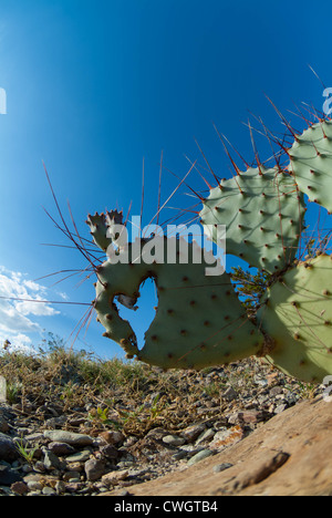 Cactus nel Parco nazionale di Big Bend, Texas. Foto Stock