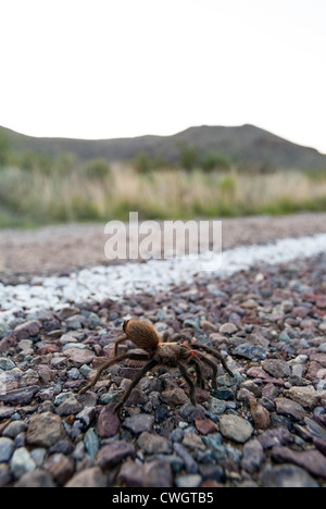 Tarantula nel deserto con la montagna in background - Parco nazionale di Big Bend Foto Stock