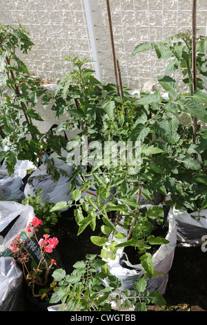 La coltivazione di pomodori in sacchi da asporto Foto Stock