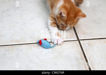 Lo zenzero e il cucciolo bianco a giocare con un giocattolo Mouse