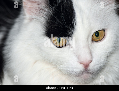 Close-up portret in bianco e nero gatto domestico Foto Stock