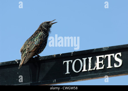 Il canto starling su un wc segno Foto Stock