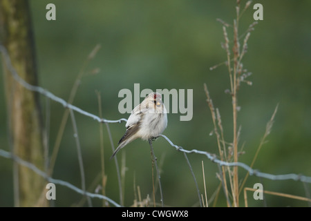 Hornemann's Arctic Redpoll Carduelis hornemanni hornemanni , Shetland, Scotland, Regno Unito Foto Stock