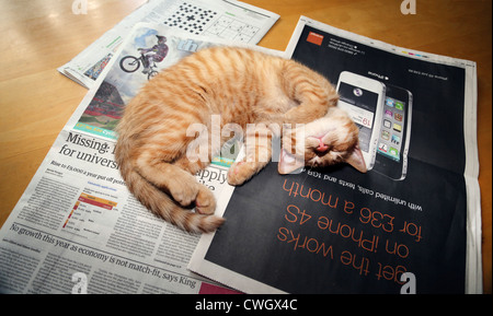 Lo zenzero gattino addormentato sul giornale sul tavolo Foto Stock