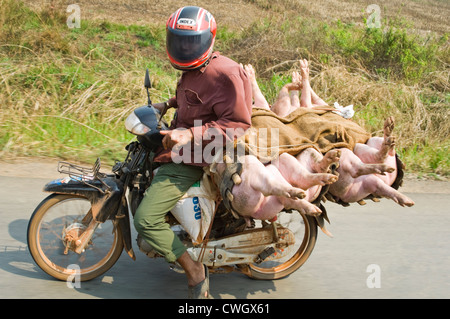 Ritratto orizzontale di un uomo alla guida di un ciclomotore con un carico di suini vivi sul retro lungo una strada rurale in Cambogia. Foto Stock