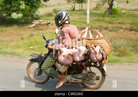 Ritratto orizzontale di un uomo alla guida di un ciclomotore con un carico di suini vivi sul retro lungo una strada rurale in Cambogia. Foto Stock