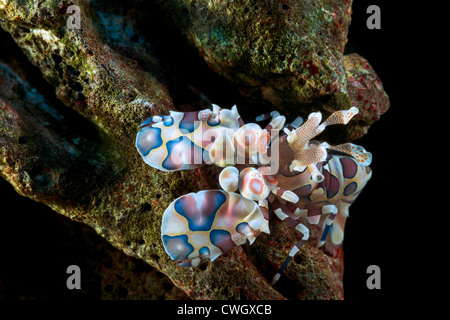 Ritratto di gambero arlecchino Hymenocera elegans close up closeup makro macro arlecchino-gamberetti harlekin reef mangia starfish vivere al Foto Stock