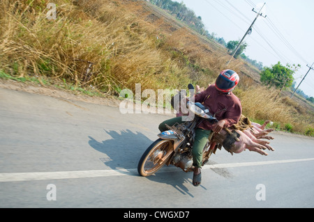 Ritratto orizzontale di un uomo alla guida di un ciclomotore con un carico di suini vivi sul retro lungo una strada rurale in Cambogia. Foto Stock