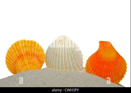 Conchiglie sulla sabbia isolata su sfondo bianco Foto Stock