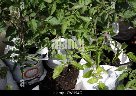 La coltivazione di pomodori in sacchi da asporto Foto Stock